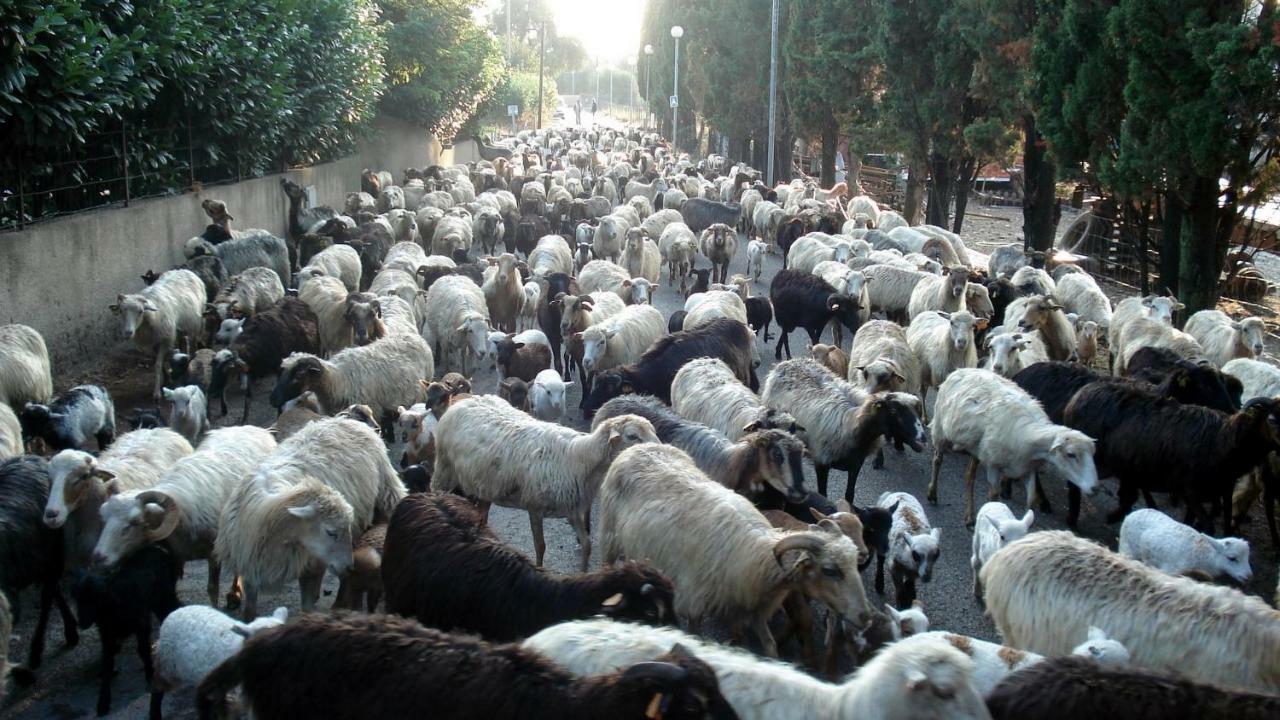 Lozari Belgodere (Corsica)